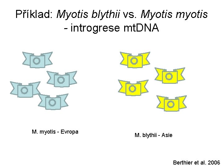 Příklad: Myotis blythii vs. Myotis myotis - introgrese mt. DNA M. myotis - Evropa