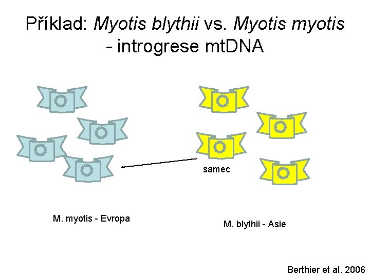 Příklad: Myotis blythii vs. Myotis myotis - introgrese mt. DNA samec M. myotis -