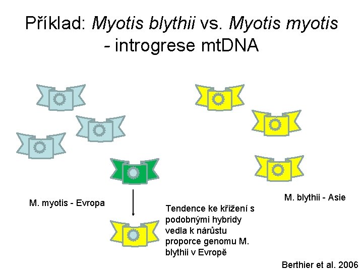 Příklad: Myotis blythii vs. Myotis myotis - introgrese mt. DNA M. myotis - Evropa
