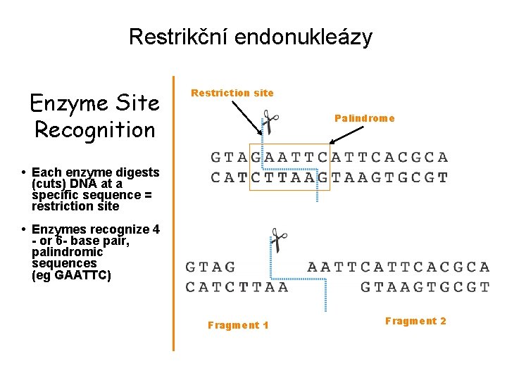 Restrikční endonukleázy Enzyme Site Recognition Restriction site Palindrome • Each enzyme digests (cuts) DNA