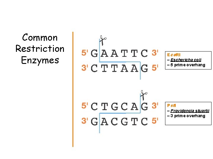 Common Restriction Enzymes Eco. RI – Eschericha coli – 5 prime overhang Pstl –