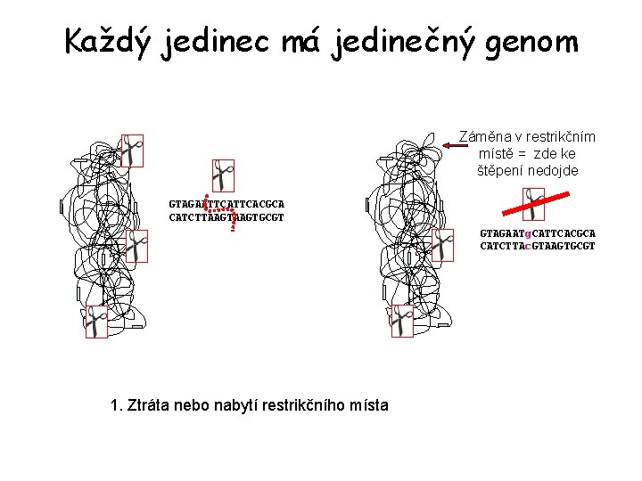 Každý jedinec má jedinečný genom Záměna v restrikčním místě = zde ke štěpení nedojde