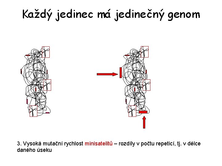 Každý jedinec má jedinečný genom 3. Vysoká mutační rychlost minisatelitů – rozdíly v počtu