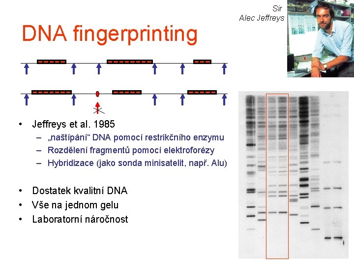 DNA fingerprinting • Jeffreys et al. 1985 – „naštípání“ DNA pomocí restrikčního enzymu –