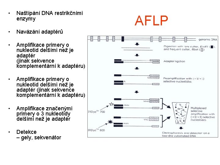  • Naštípání DNA restrikčními enzymy • Navázání adaptérů • Amplifikace primery o nukleotid