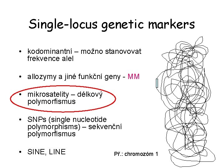 Single-locus genetic markers • kodominantní – možno stanovovat frekvence alel • allozymy a jiné