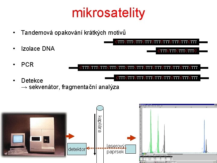 mikrosatelity • Tandemová opakování krátkých motivů CTTTCTTTCTTTCTTTCTTT • Izolace DNA • PCR CTTTCTTTCTTTCTTTCTTTCTTTCTTTCTTTCTTT •