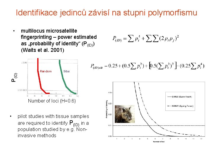 Identifikace jedinců závisí na stupni polymorfismu P(ID) • multilocus microsatellite fingerprinting – power estimated