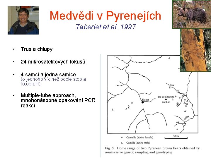 Medvědi v Pyrenejích Taberlet et al. 1997 • Trus a chlupy • 24 mikrosatelitových