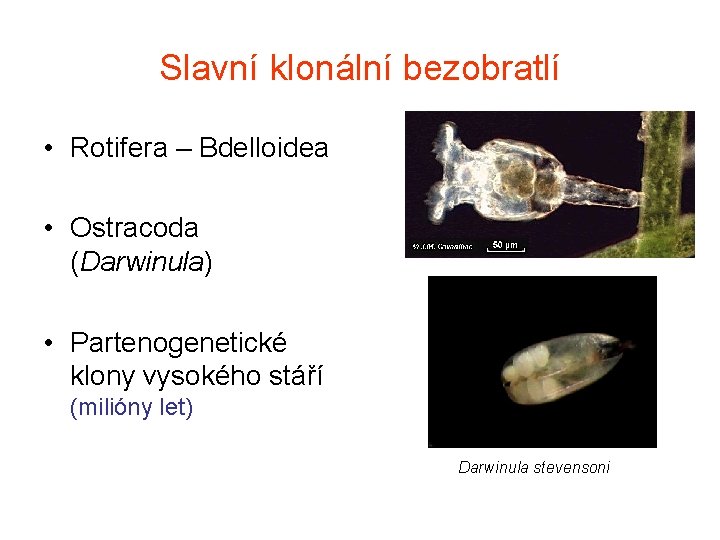 Slavní klonální bezobratlí • Rotifera – Bdelloidea • Ostracoda (Darwinula) • Partenogenetické klony vysokého