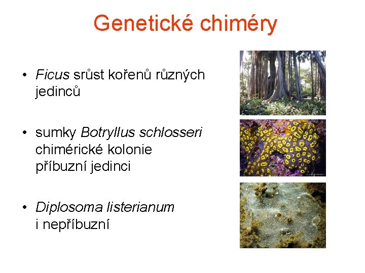 Genetické chiméry • Ficus srůst kořenů různých jedinců • sumky Botryllus schlosseri chimérické kolonie