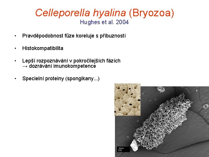Celleporella hyalina (Bryozoa) Hughes et al. 2004 • Pravděpodobnost fůze koreluje s příbuzností •