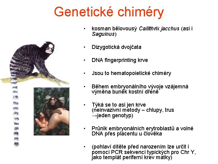 Genetické chiméry • kosman bělovousý Callithrix jacchus (asi i Saguinus) • Dizygotická dvojčata •