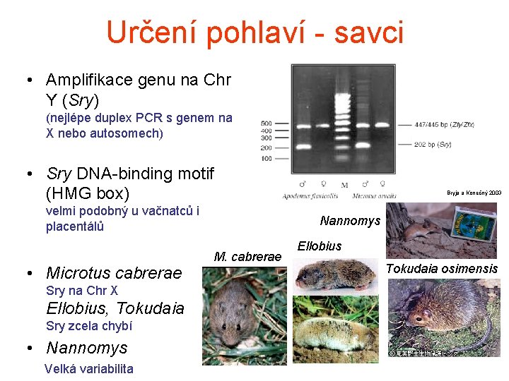 Určení pohlaví - savci • Amplifikace genu na Chr Y (Sry) (nejlépe duplex PCR