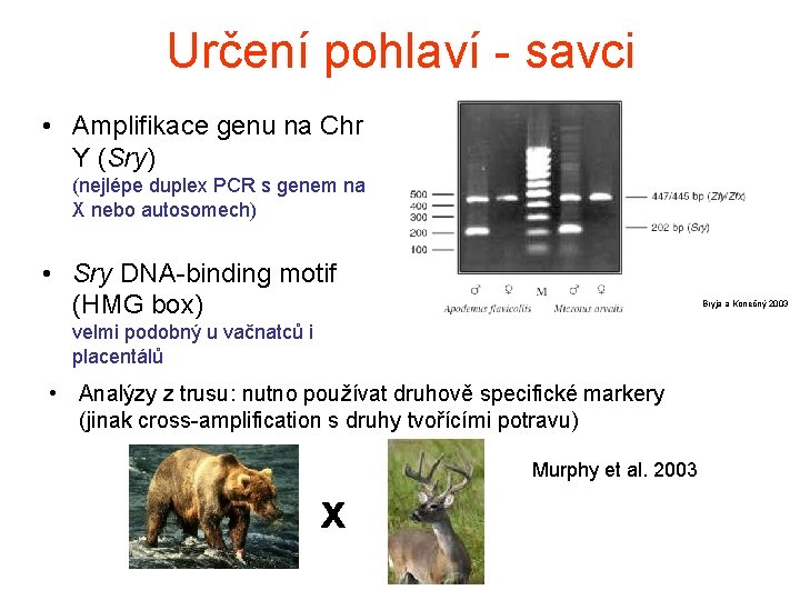 Určení pohlaví - savci • Amplifikace genu na Chr Y (Sry) (nejlépe duplex PCR