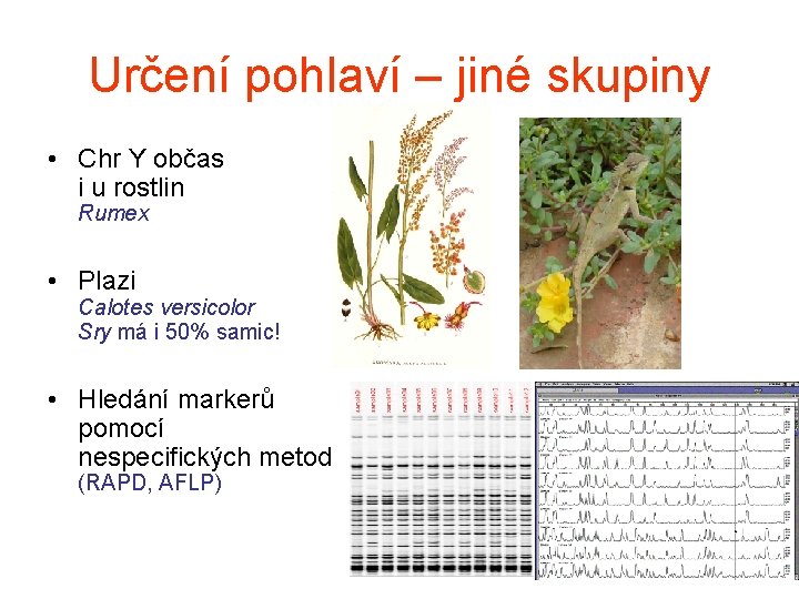 Určení pohlaví – jiné skupiny • Chr Y občas i u rostlin Rumex •