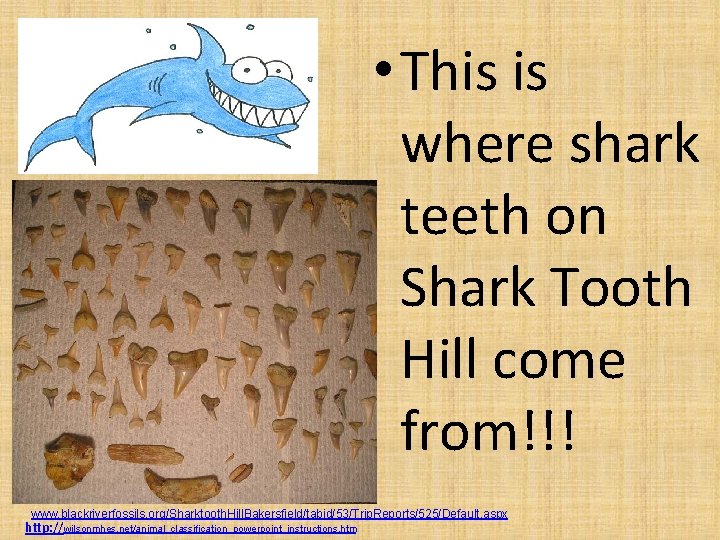• This is where shark teeth on Shark Tooth Hill come from!!! www. • This is where shark teeth on Shark Tooth Hill come from!!! www.