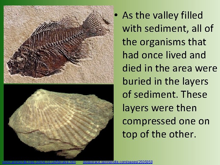 • As the valley filled with sediment, all of the organisms that had • As the valley filled with sediment, all of the organisms that had
