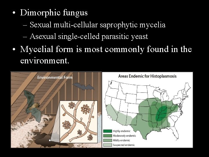  • Dimorphic fungus – Sexual multi-cellular saprophytic mycelia – Asexual single-celled parasitic yeast