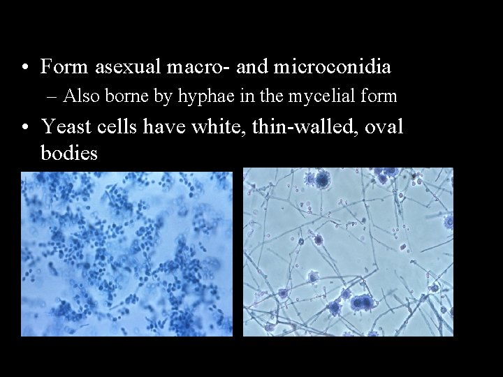  • Form asexual macro- and microconidia – Also borne by hyphae in the