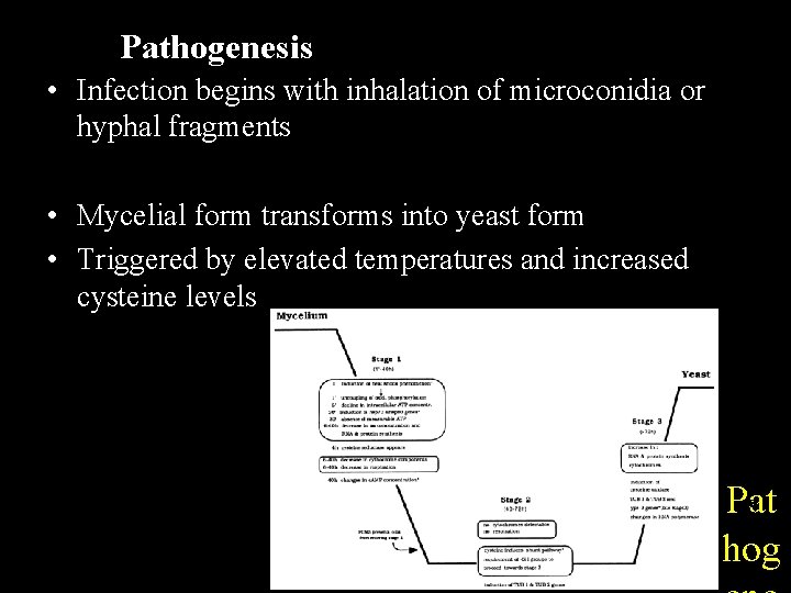 Pathogenesis • Infection begins with inhalation of microconidia or hyphal fragments • Mycelial form