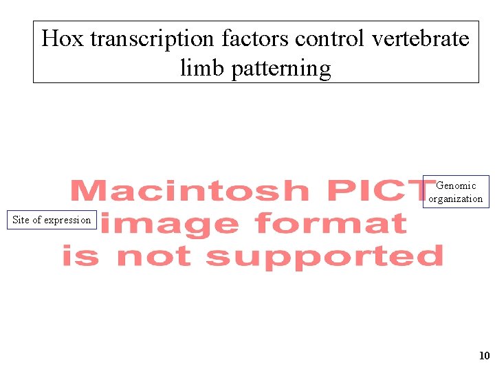 Hox transcription factors control vertebrate limb patterning Genomic organization Site of expression 10 