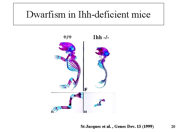 Dwarfism in Ihh-deficient mice +/+ Ihh -/- St-Jacques et al. , Genes Dev. 13