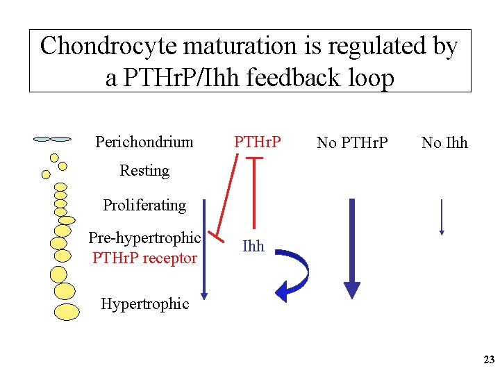 Chondrocyte maturation is regulated by a PTHr. P/Ihh feedback loop Perichondrium PTHr. P No