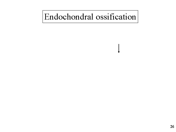 Endochondral ossification 26 