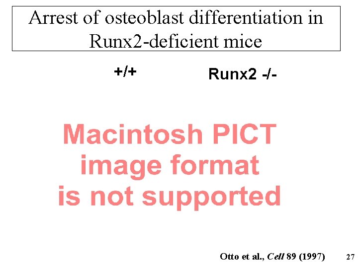 Arrest of osteoblast differentiation in Runx 2 -deficient mice +/+ Runx 2 -/- Otto