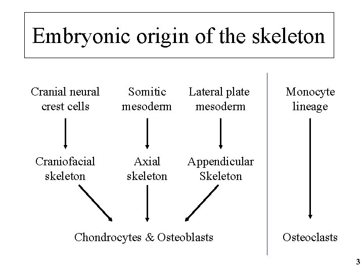 Embryonic origin of the skeleton Cranial neural crest cells Somitic mesoderm Lateral plate mesoderm