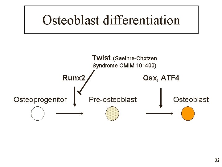 Osteoblast differentiation Twist (Saethre-Chotzen Syndrome OMIM 101400) Runx 2 Osteoprogenitor Osx, ATF 4 Pre-osteoblast