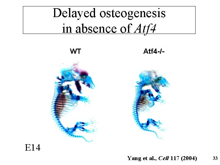 Delayed osteogenesis in absence of Atf 4 WT Atf 4 -/- E 14 Yang