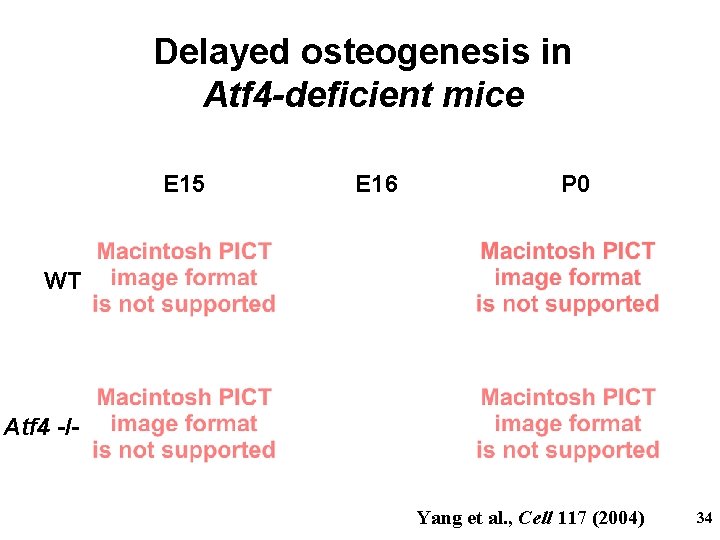 Delayed osteogenesis in Atf 4 -deficient mice E 15 E 16 P 0 WT