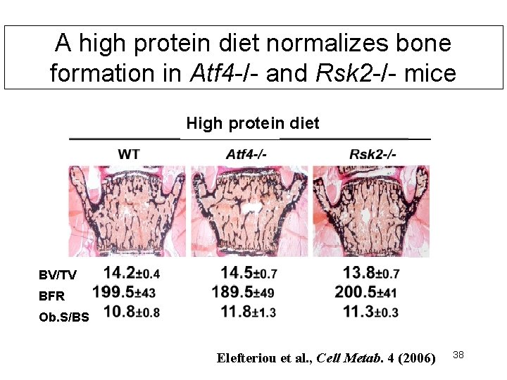 A high protein diet normalizes bone formation in Atf 4 -/- and Rsk 2