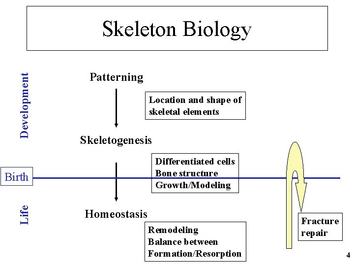 Development Skeleton Biology Patterning Location and shape of skeletal elements Skeletogenesis Differentiated cells Bone