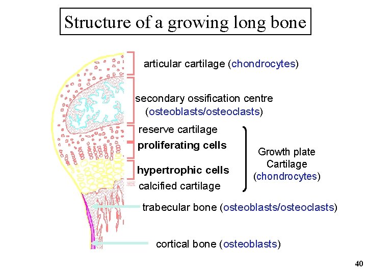 Structure of a growing long bone articular cartilage (chondrocytes) secondary ossification centre (osteoblasts/osteoclasts) reserve