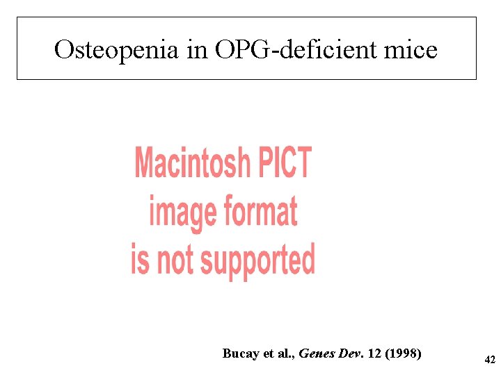 Osteopenia in OPG-deficient mice Bucay et al. , Genes Dev. 12 (1998) 42 