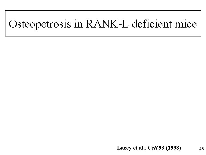 Osteopetrosis in RANK-L deficient mice Lacey et al. , Cell 93 (1998) 43 