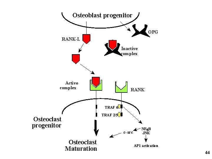 Osteoblast progenitor OPG RANK-L Inactive complex Active complex RANK TRAF 6 TRAF 2/5 Osteoclast
