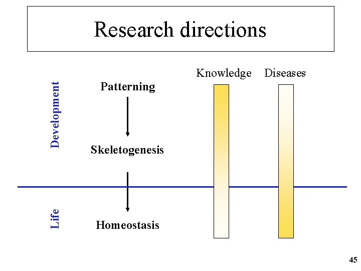 Research directions Life Development Knowledge Diseases Patterning Skeletogenesis Homeostasis 45 