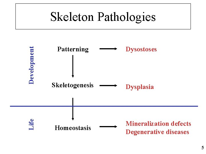 Life Development Skeleton Pathologies Patterning Dysostoses Skeletogenesis Dysplasia Homeostasis Mineralization defects Degenerative diseases 5
