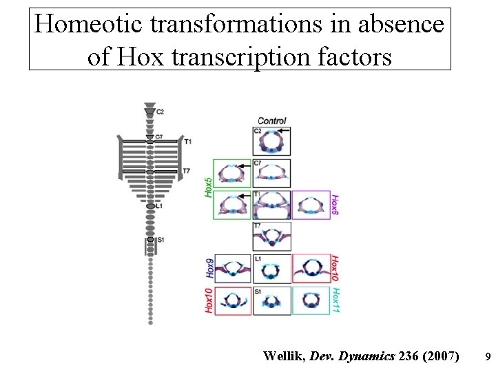 Homeotic transformations in absence of Hox transcription factors Wellik, Dev. Dynamics 236 (2007) 9