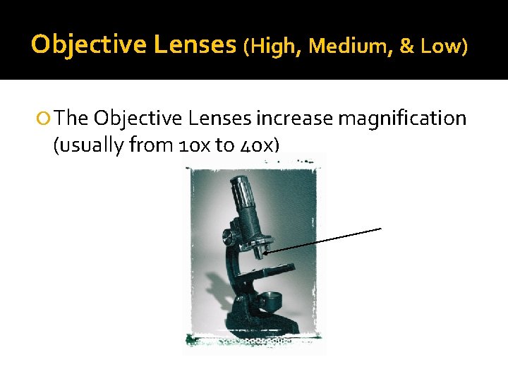 Objective Lenses (High, Medium, & Low) The Objective Lenses increase magnification (usually from 10