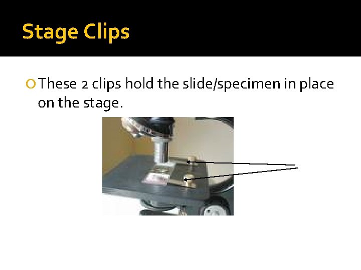 Stage Clips These 2 clips hold the slide/specimen in place on the stage. 