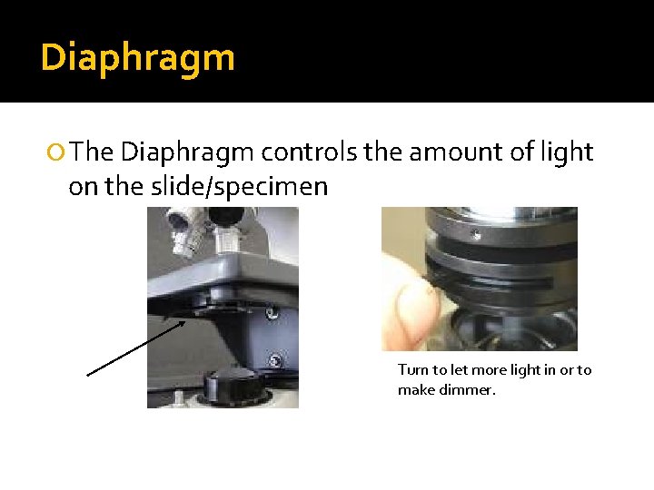 Diaphragm The Diaphragm controls the amount of light on the slide/specimen Turn to let