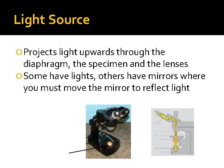 Light Source Projects light upwards through the diaphragm, the specimen and the lenses Some