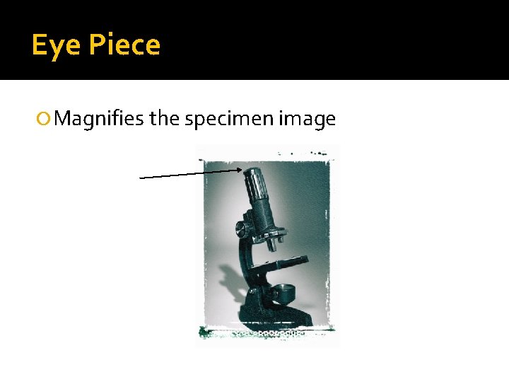 Eye Piece Magnifies the specimen image 