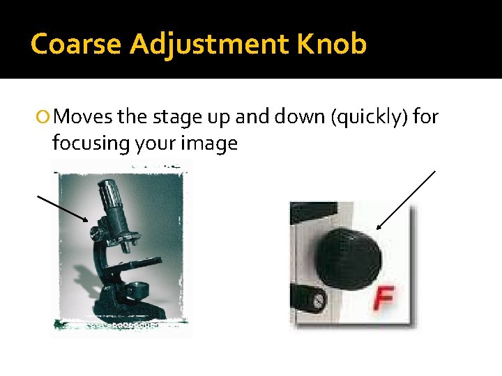 Coarse Adjustment Knob Moves the stage up and down (quickly) for focusing your image