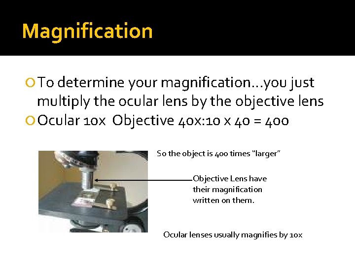 Magnification To determine your magnification…you just multiply the ocular lens by the objective lens